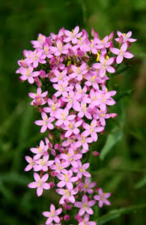 
    Uleiul de susan este benefic pentru sufeinzii de diabet de tip 2, pentru hipertensivi și anemiciSursa foto: Diete sănătoase.ro  