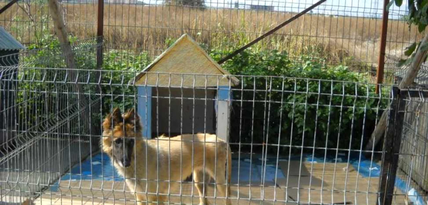 Braşovenii interesaţi, şi nu numai, pot adopta un animal cu această ocazie FOTO Iaromira Popovici