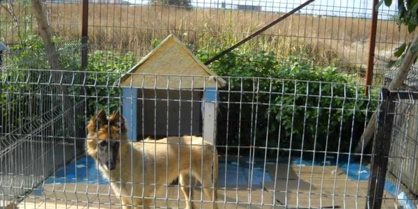 fundatia speranta adapost caini foto Iaromira Popovici