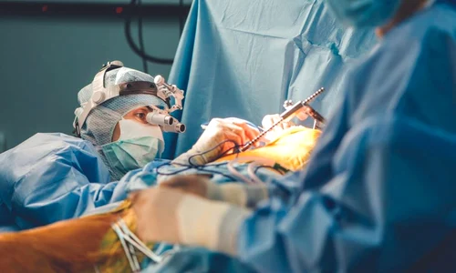 Dr  Elena Nechifor jpg