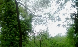 Parcul Cișmigiu jpeg
