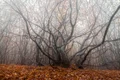 Hoia Baciu, foto Shutterstock jpg