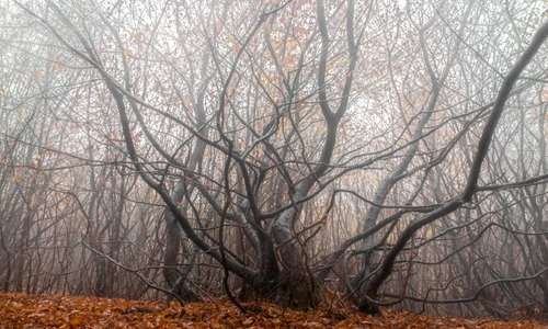 Hoia Baciu, foto Shutterstock jpg