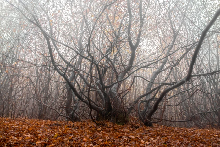 Pădurea Hoia-Baciu / Foto: Shutterstock