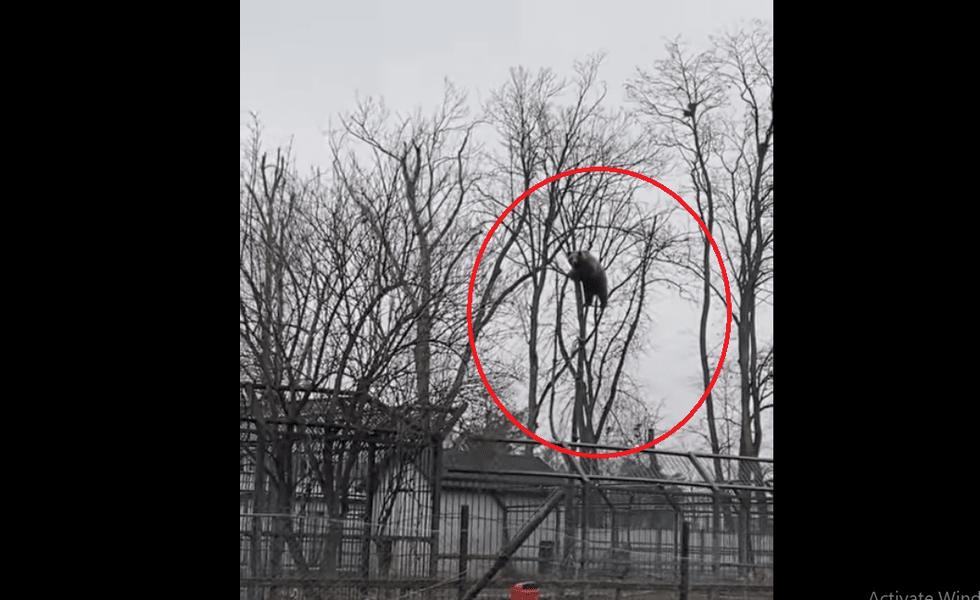 Imagini spectaculoase cu un urs de câteva zeci de kilograme care s-a urcat în vârful unui copac: „Dolofanule, ce scump ești?” VIDEO 
