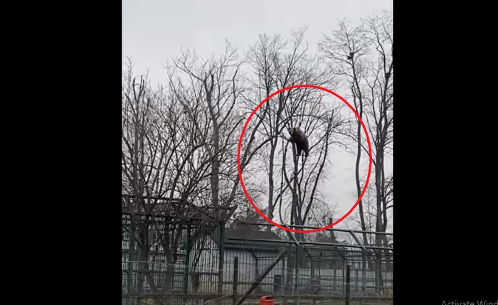 Ursulețul s-a dat jos din copac în doar câteva secunde FOTO: Facebook/Zoo Rădăuți