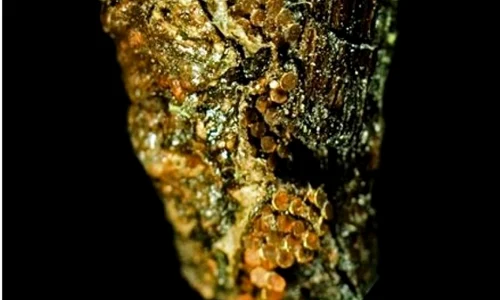 Comori găsite în ansamblul de la Stonehenge jpeg