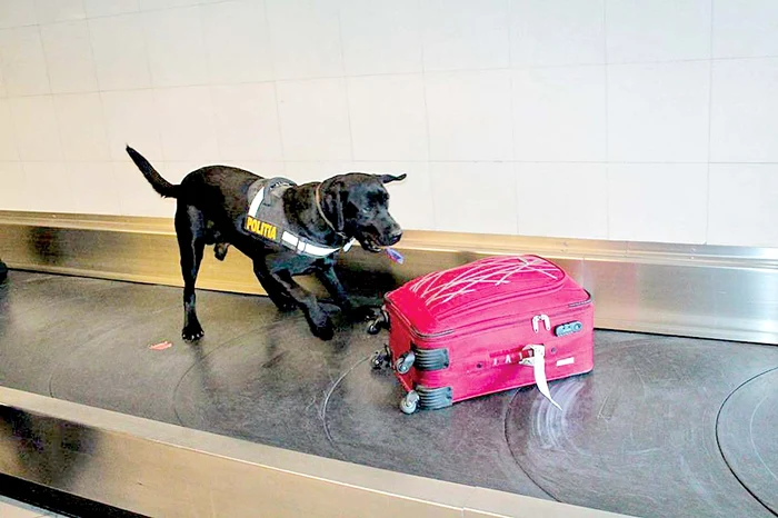 Treaba lui Taz este  să depisteze drogurile  ascunse în bagaje