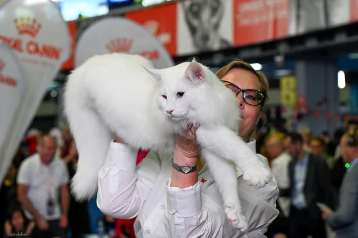 Wild Forests Nordri2 jpg