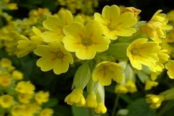 
    Ciuboțica-cucului, un remediu pentru afecțiunile respiratorii  