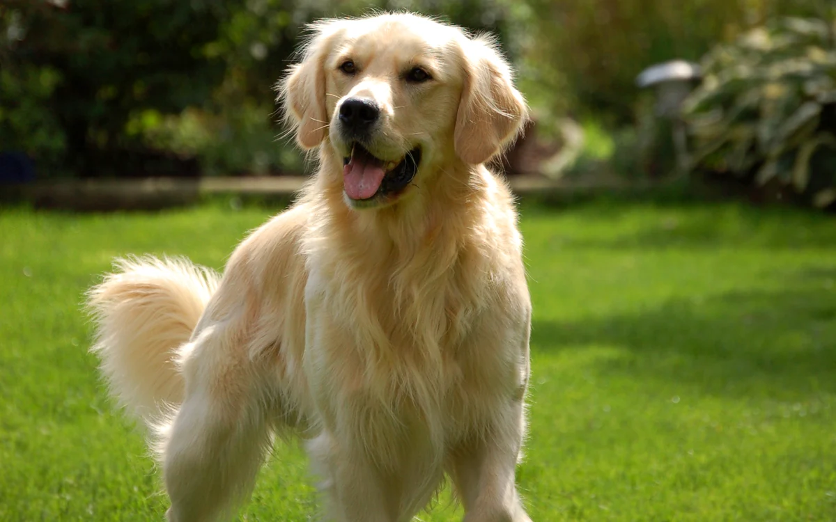 Reacția neașteptată a unui Golder Retriever, la vederea unui hoț FOTO Arhivă