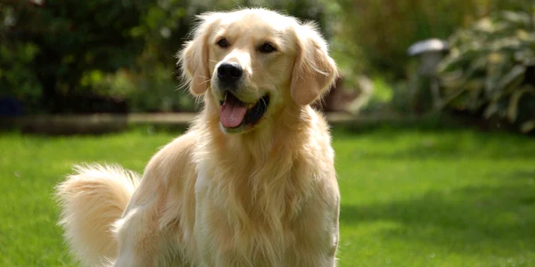 Golden Retriever este una dintre cele mai inteligente şi cele mai jucăuşe rase de câini jpeg