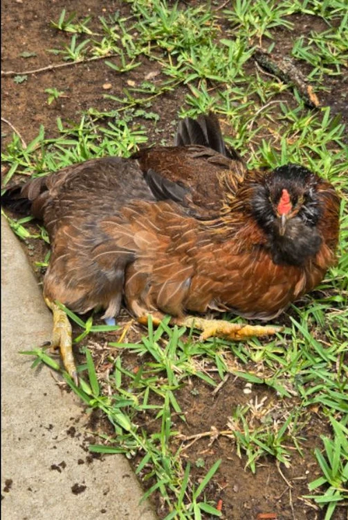 Pearl adoră să stea în curte (Foto: Guinness World Records)