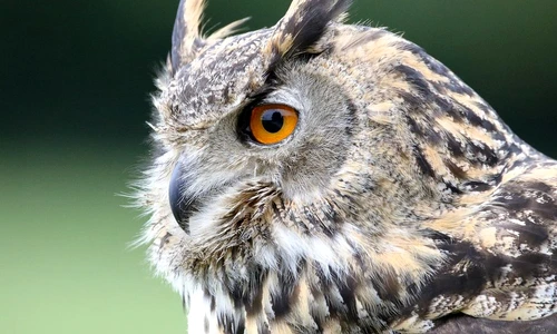 1 71552 original jpg jpeg