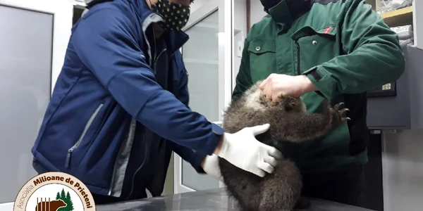 Ursuleţii - fetiţe salvate în Biertan - Sibiu şi duse la Rezervaţia din Zărneşti - Braşov Foto AMP Libearty - Bear Sanctuary