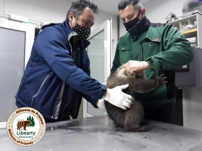 Ursuleţii - fetiţe salvate în Biertan - Sibiu şi duse la Rezervaţia din Zărneşti - Braşov Foto AMP Libearty - Bear Sanctuary