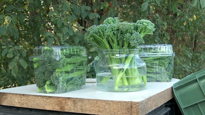 Broccolini se păstrează bine cu tulpina în apă. FOTO I. Bunilă