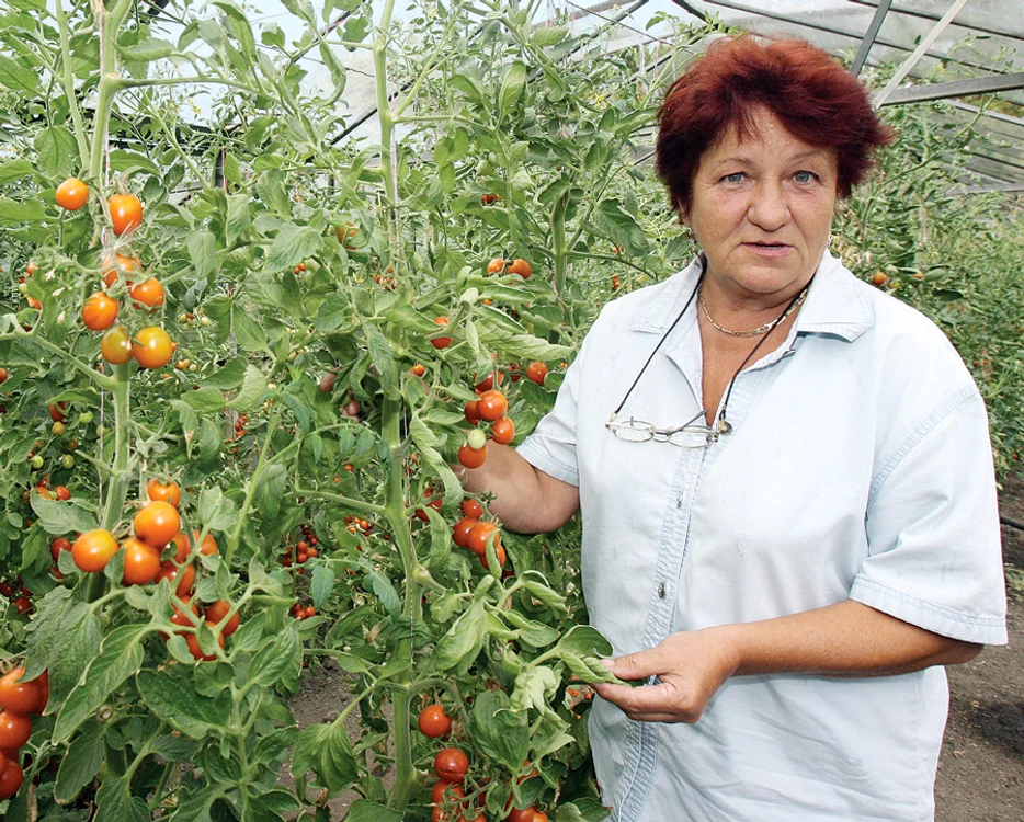 
    Cultivatorii din Matca se bucură, însă  consumatorii gălăţeni nu prea au de ce, căci vor rămâne  fără alternativă la  legumele din import  