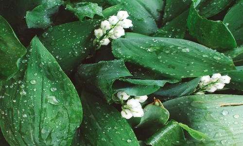 1 76024 original jpg jpeg