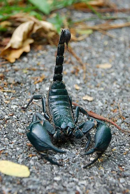 Cele mai periculoase animale din lume: Veninul scorpionului este letal pentru oameni 