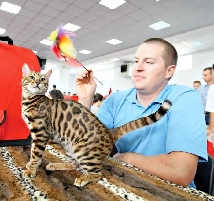 
    La numai 5 luni, Hot Point a  câştigat toate titlurile la rasa sa (fotografii: Dorin Constanda)  