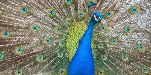 pauni 