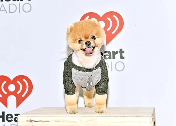 Vedetă pe Internet. Jiff este supranumit ”Drăgălăşenia supremă” de milioanele de fani de pe Instagram