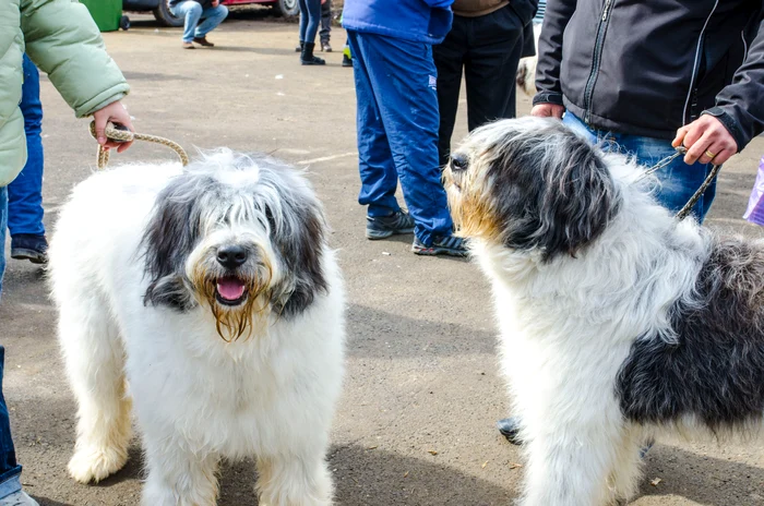 
    Doi ”lățoși” s-au întâlnit la concurs și au devenit prieteni  