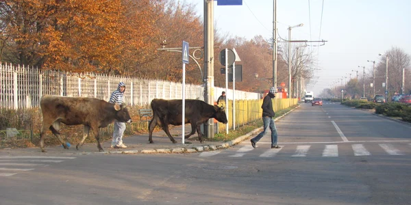 Cu vacile prin târg