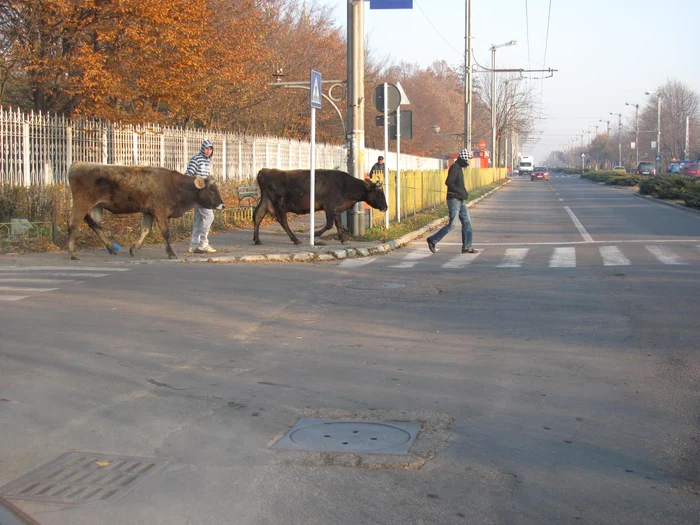 Cu vacile prin târg