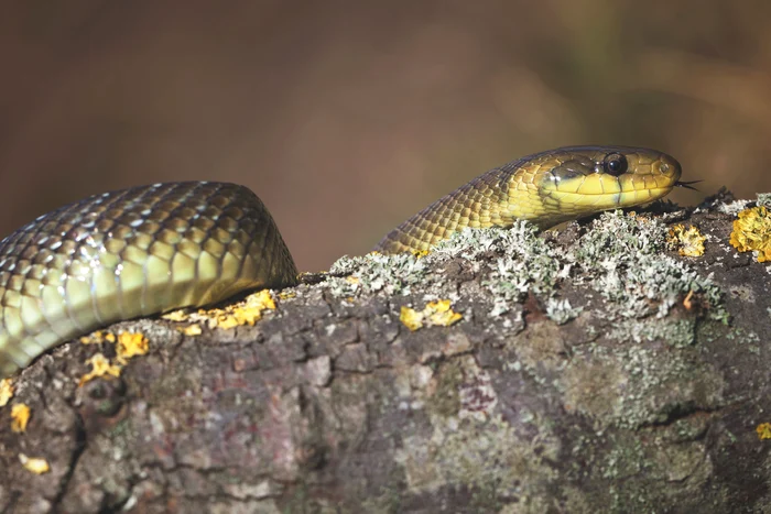Șarpele lui Esculap FOTO serpedia.ro