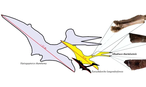 Albadraco tharmisensis, „dragonul zburător” din Transilvania jpeg