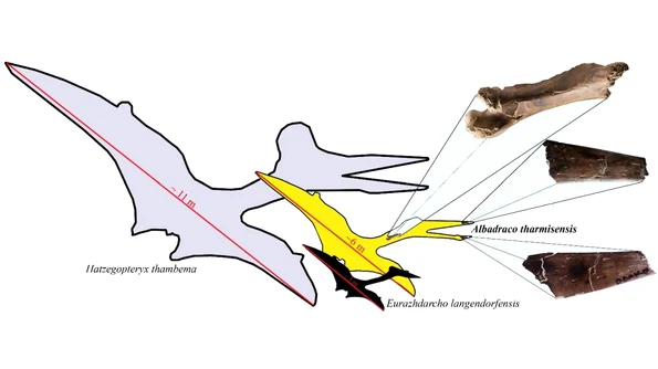 Albadraco tharmisensis, „dragonul zburător” din Transilvania jpeg