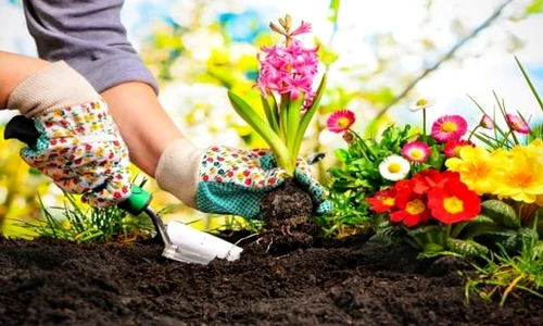 1 77466 original jpg jpeg