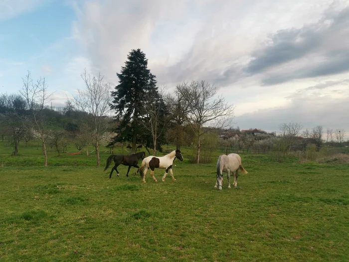 Domeniile Murani FOTO Ștefan Both