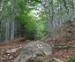 Poteca spre VF Godeanu refăcută Foto Parcul natural Grădiștea muncelului Cioclovina (1) jpg