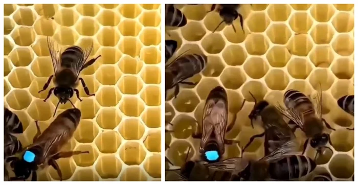 Viața în interiorul stupului e brutal / foto: captura video