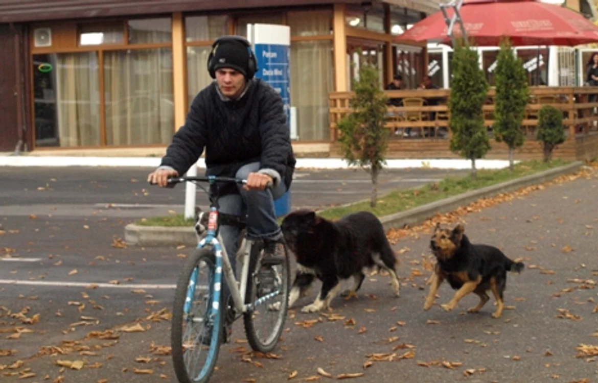 Maidanezii nu ezită să sară la roţile bicicletelor. D. Guţă