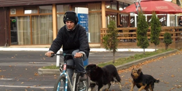 Maidanezii nu ezită să sară la roţile bicicletelor. D. Guţă