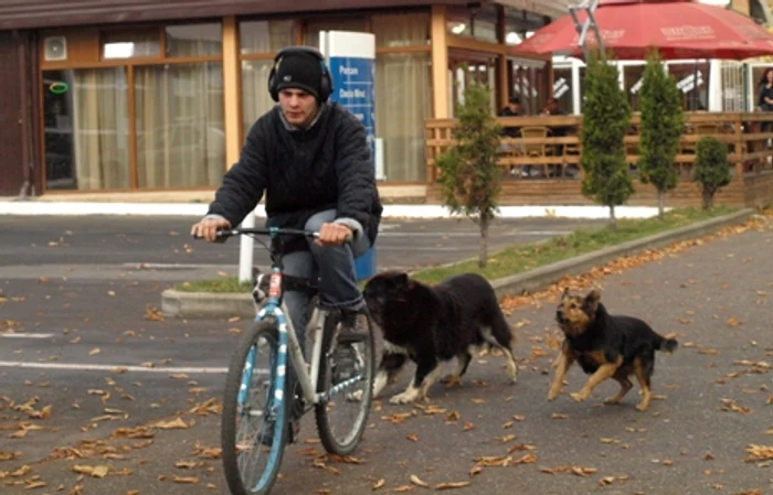 Maidanezii nu ezită să sară la roţile bicicletelor. D. Guţă