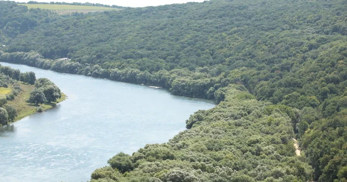 În ultimii ani, porţiuni mari de pădure de pe malul Nistrului au fost date în arendă în condiţii dubioase FOTO: Dumitru Goncear