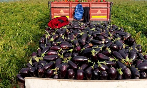 vinete, gogosari  jpg