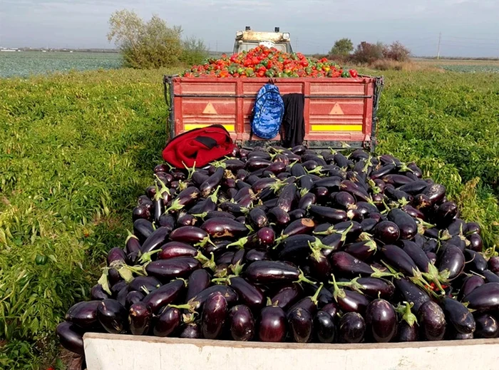 Norocul producătorilor este că au plantat și alte legume