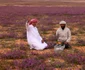 Deșertul din Arabia Saudită, acoperit cu flori mov FOTO AFP