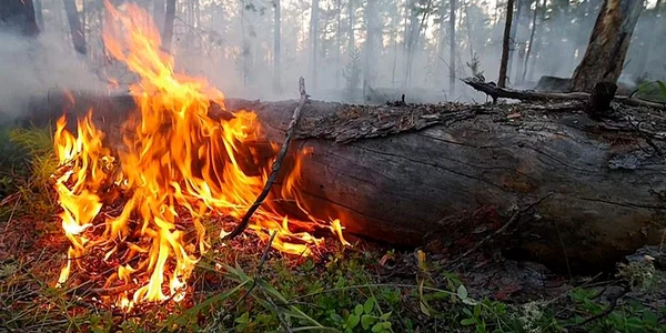 incendiu vegetatie siberia Foto Ria Novosti