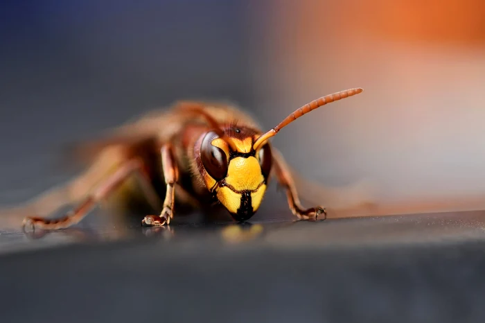 Viespi gigantice FOTO: sciencenews
