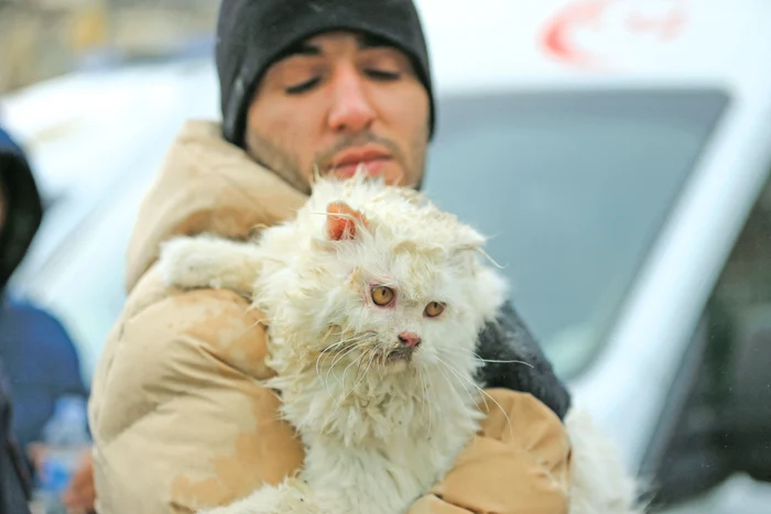 De sub dărâmături sunt scoase inclusiv animale. Foto: Profimedia