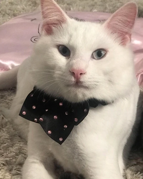Muffin este motanul pe care Oana Zăvoranu l-a pierdut