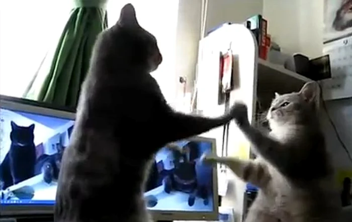 Pisicile îşi iau foarte în serios jocul. (captură Youtube)