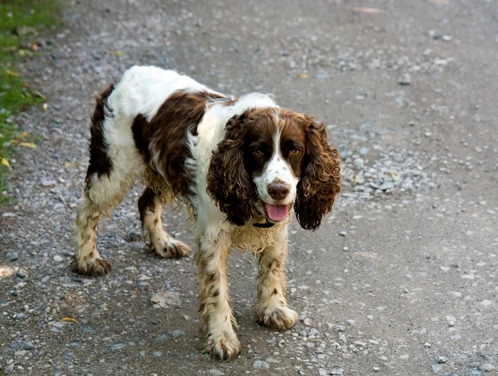 Springer Spanielul Englez este o rasă recunoscută pentru energia debordantă / foto: Pixabay